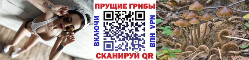 Галлюциногенные грибы Cubensis  omg ССЫЛКА  Кольчугино  как найти закладки 